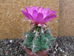 Thelocactus heterochromus Rodeo, Dur. pot 6,5 cm