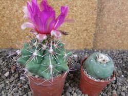 Thelocactus heterochromus Rodeo, Dur. pot 6,5 cm - 12406249