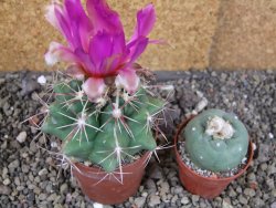 Thelocactus heterochromus Rodeo, Dur. pot 6,5 cm - 12406250