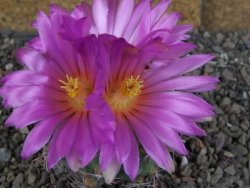 Thelocactus heterochromus Rodeo, Dur. pot 5,5 cm - 12406251