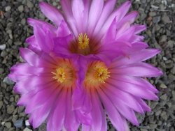 Thelocactus heterochromus Rodeo, Dur. pot 5,5 cm - 12406252