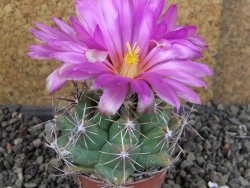 Thelocactus heterochromus Rodeo, Dur. pot 5,5 cm - 12406253