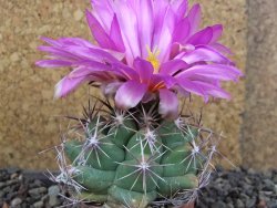 Thelocactus heterochromus Rodeo, Dur. pot 5,5 cm