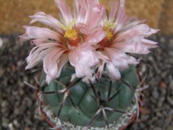 Coryphantha poselgeriana valida SB 288 Cerro Bola pot 8 cm - 12406255