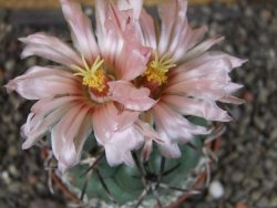 Coryphantha poselgeriana valida SB 288 Cerro Bola pot 8 cm - 12406256