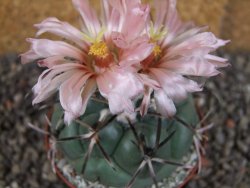 Coryphantha poselgeriana valida SB 288 Cerro Bola pot 8 cm - 12406257