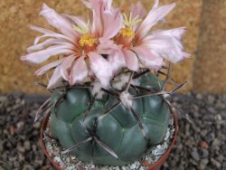 Coryphantha poselgeriana valida SB 288 Cerro Bola pot 8 cm