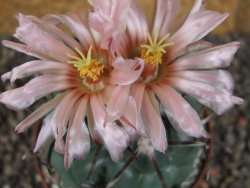 Coryphantha poselgeriana valida SB 288 Cerro Bola pot 8 cm - 12406259