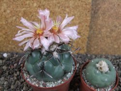 Coryphantha poselgeriana valida SB 288 Cerro Bola pot 8 cm - 12406260