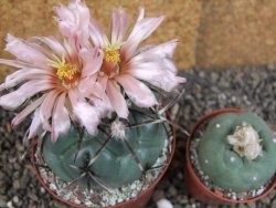 Coryphantha poselgeriana valida SB 288 Cerro Bola pot 8 cm - 12406261