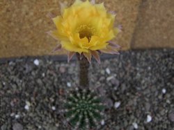 Echinopsis hybrid pot 5,5 cm - 12406262