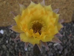 Echinopsis hybrid pot 5,5 cm - 12406263