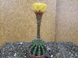 Echinopsis hybrid pot 5,5 cm - 12406265