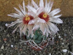 Coryphantha poselgeriana valida SB 288 Cerro Bola pot 6,5 cm