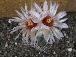 Coryphantha poselgeriana valida SB 288 Cerro Bola pot 6,5 cm - 12406284