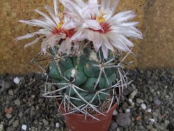 Coryphantha poselgeriana valida SB 288 Cerro Bola pot 6,5 cm - 12406285