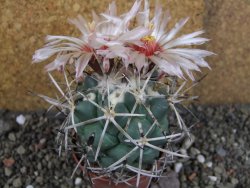 Coryphantha poselgeriana valida SB 288 Cerro Bola pot 6,5 cm - 12406286