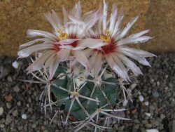 Coryphantha poselgeriana valida SB 288 Cerro Bola pot 6,5 cm - 12406287