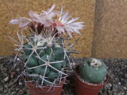 Coryphantha poselgeriana valida SB 288 Cerro Bola pot 6,5 cm - 12406288