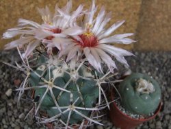 Coryphantha poselgeriana valida SB 288 Cerro Bola pot 6,5 cm - 12406289