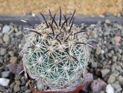 Coryphantha kracikii Diamante, Dur pot 4 cm - 12406290