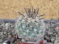 Coryphantha kracikii Diamante, Dur pot 4 cm