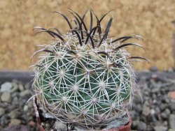 Coryphantha kracikii Diamante, Dur pot 4 cm - 12406292