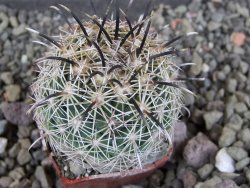 Coryphantha kracikii Diamante, Dur pot 4 cm - 12406293