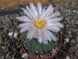 Echinocactus horizonthalonius subikii Ejido Soledad, pot 5,5 cm (šubikii)