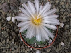 Echinocactus horizonthalonius subikii Ejido Soledad, pot 5,5 cm (šubikii) - 12406305