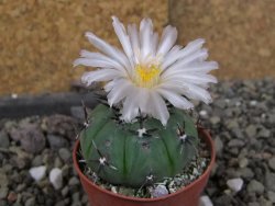 Echinocactus horizonthalonius subikii Ejido Soledad, pot 5,5 cm (šubikii) - 12406306