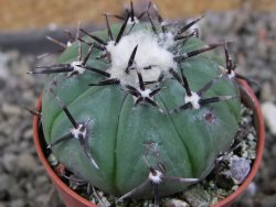 Echinocactus horizonthalonius subikii Ejido Soledad, pot 5,5 cm (šubikii) - 12406308