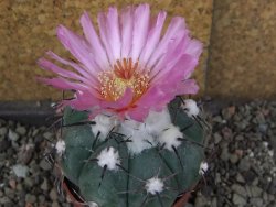 Echinocactus horizonthalonius Castaňas, pot 6,5 cm
