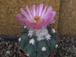 Echinocactus horizonthalonius Castaňas, pot 6,5 cm - 12406310