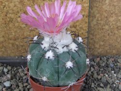 Echinocactus horizonthalonius Castaňas, pot 6,5 cm - 12406311