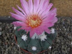 Echinocactus horizonthalonius Castaňas, pot 6,5 cm - 12406312