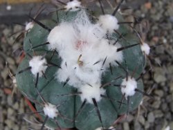 Echinocactus horizonthalonius Castaňas, pot 6,5 cm - 12406314