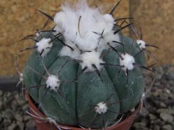 Echinocactus horizonthalonius Castaňas, pot 6,5 cm - 12406315