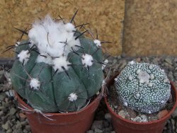 Echinocactus horizonthalonius Castaňas, pot 6,5 cm - 12406316