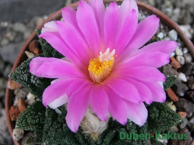 Ariocarpus fissuratus hintonii Matehuala, pot 6,5 cm