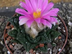 Ariocarpus fissuratus hintonii Matehuala, pot 6,5 cm - 12406318