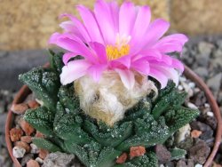 Ariocarpus fissuratus hintonii Matehuala, pot 6,5 cm - 12406319