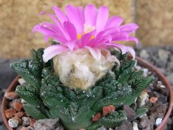 Ariocarpus fissuratus hintonii Matehuala, pot 6,5 cm - 12406320