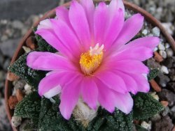 Ariocarpus fissuratus hintonii Matehuala, pot 6,5 cm