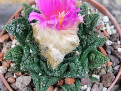 Ariocarpus fissuratus hintonii Matehuala, pot 6,5 cm - 12406322