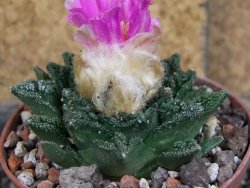 Ariocarpus fissuratus hintonii Matehuala, pot 6,5 cm - 12406323