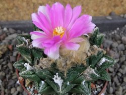 Ariocarpus fissuratus hintonii Matehuala, pot 6,5 cm