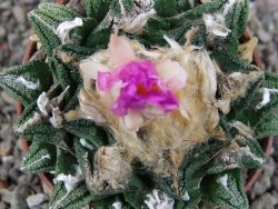 Ariocarpus fissuratus hintonii Matehuala, pot 6,5 cm - 12406331