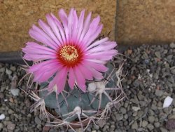 Echinocactus horizonthalonius El Oso pot 6,5 cm