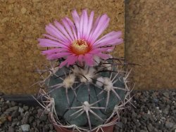 Echinocactus horizonthalonius El Oso pot 6,5 cm - 12406348
